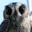Australian Owlet-Nightjar