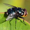 Golden Head Rutilia Fly