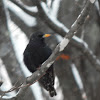 Starling (non breeding)