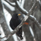 Starling (non breeding)