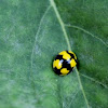 Fungus-eating ladybird