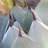 Parry's agave or mescal agave