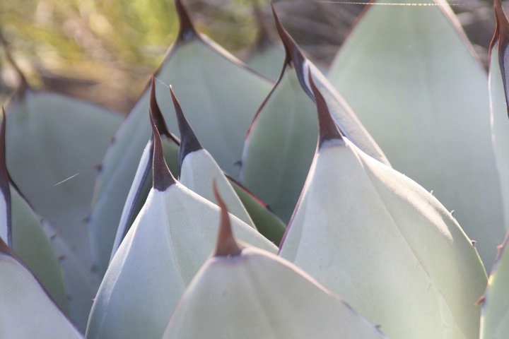 Parry's agave or mescal agave