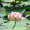 कमल Sacred Lotus