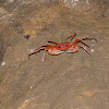 Vietnamese Cave Crab