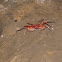 Vietnamese Cave Crab