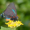 Blue Hairstreak