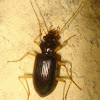 Black ground beetle