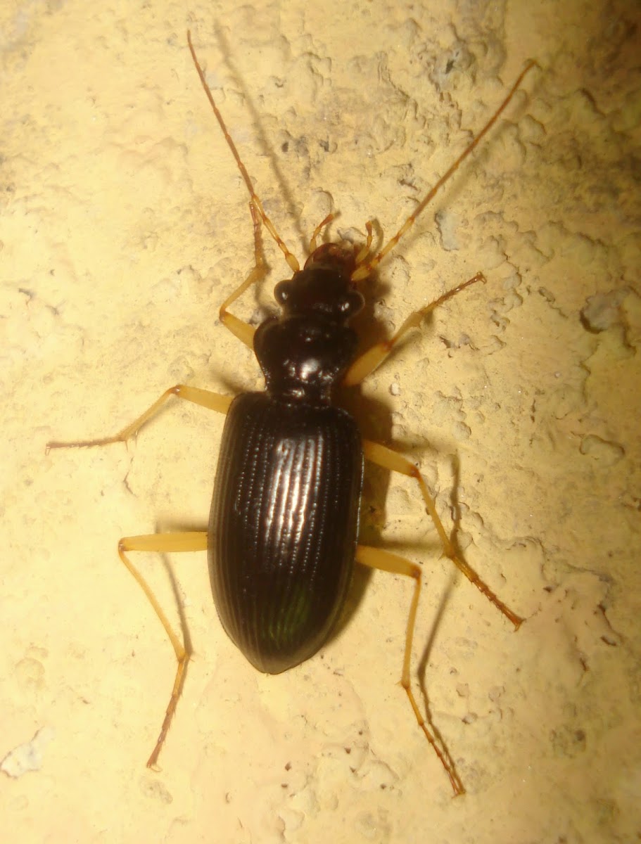 Black ground beetle