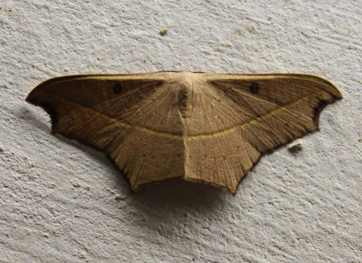 Cross-line Wave Moth
