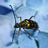 Banded longhorn