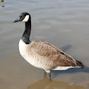 Canada Goose