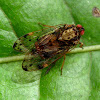Fly Planthopper