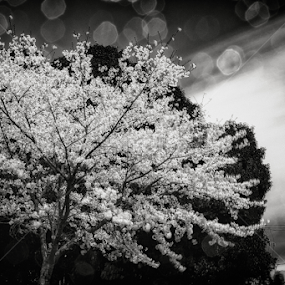 Surreal Sakura by Kurt K Gledhill - Flowers Tree Blossoms