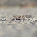 Pallid-winged Grasshopper