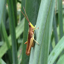 Clip-wing Grasshopper