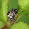 jump spider