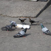 Common pigeon