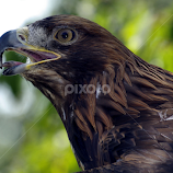 Cry of the wild by Christiane Baur -  