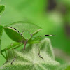 Green vegetable bug
