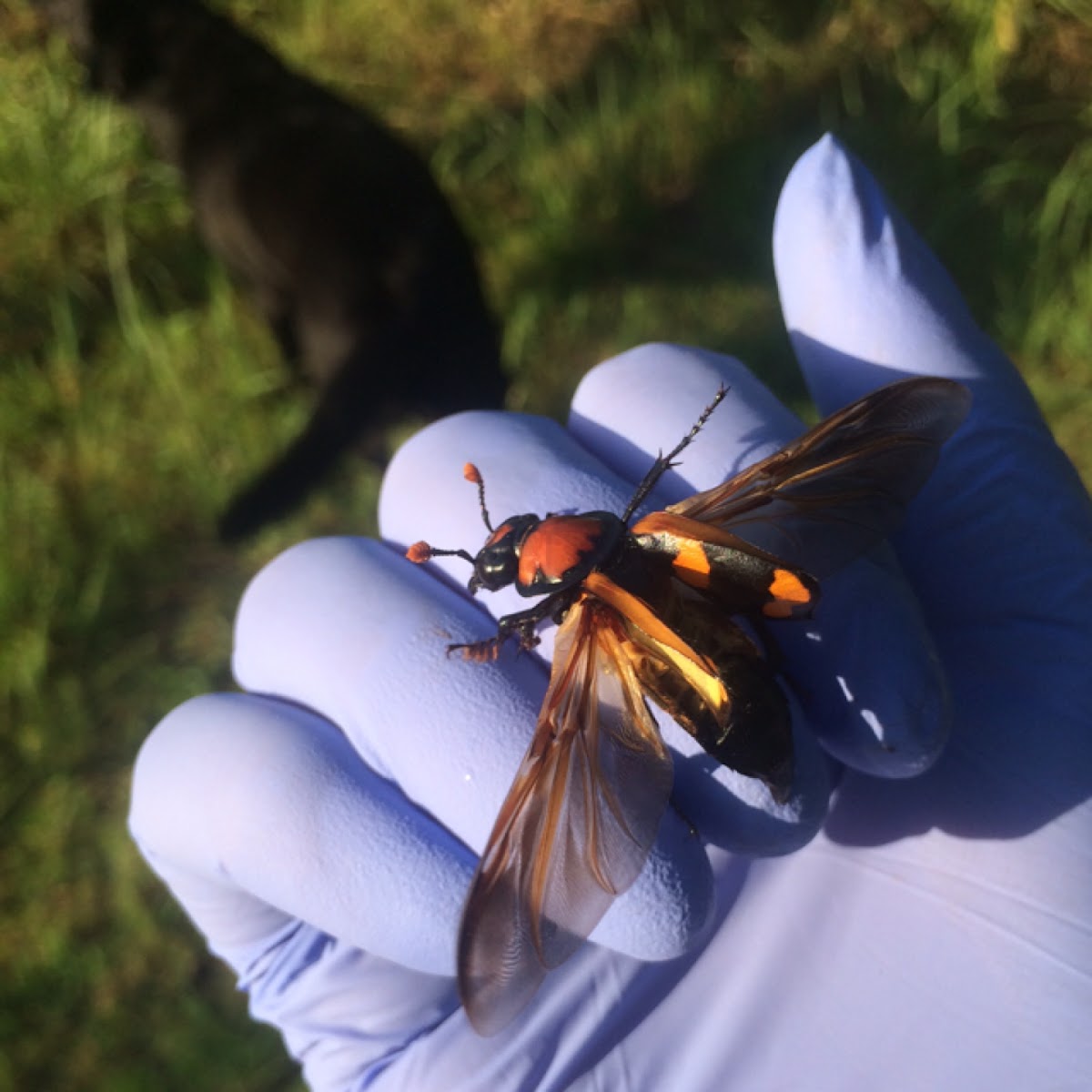 American burying beetle