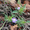 Field Pansy, Johnny-jump-up, Violet