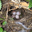 Carolina Wren Eggs