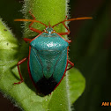 Red-bordered Stink Bug