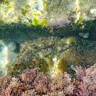 California Two-spot Octopus