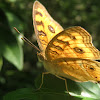 Peacock Pansy