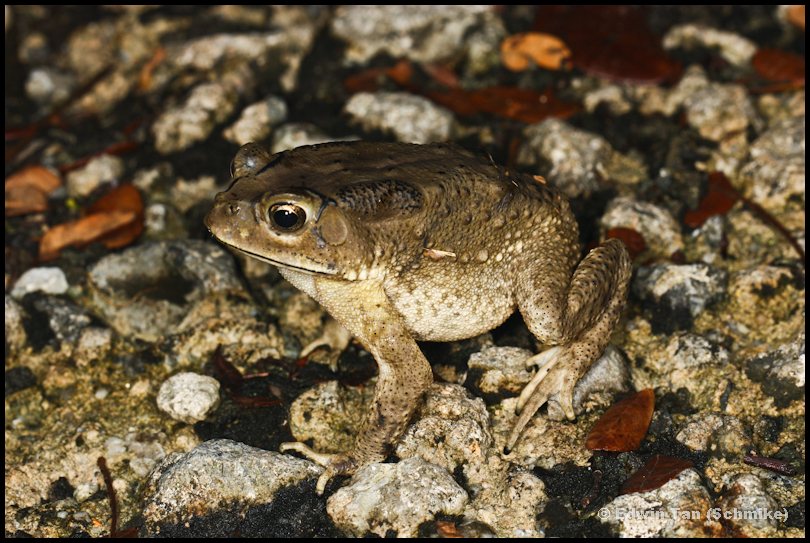 Asian Toad