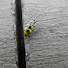 Western Spotted Cucumber beetle