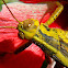 Javanese grasshopper