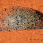 Tussock moth coccoon