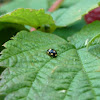 Troglodyte Lady Beetle