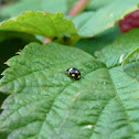 Troglodyte Lady Beetle