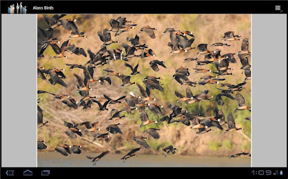 Alan's Birds poster 1