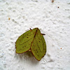 Sunda Green Vishnu Moth