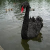 Cisne negro. Black swan