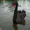 Cisne negro. Black swan