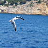 Yellow-legged Gull