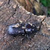 Common Black Ground Beetle