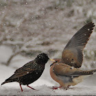 Starling & Mourning Dove