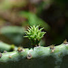 Prickly Pear Cactus