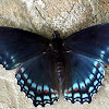 Red-spotted Purple Admiral