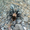 Brown tarantula (male)