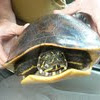 Alabama Red-Bellied Turtle