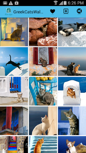 【免費個人化App】Greek Cats Pictures Wallpaper-APP點子