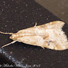 Cabbage Webworm or Old World Webworm Moth