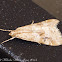 Cabbage Webworm or Old World Webworm Moth